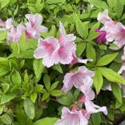 ヒメ日記 2025/04/20 18:00 投稿 みろ 世界のあんぷり亭 町田店