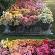 ヒメ日記 2024/12/23 09:02 投稿 りん プールサイド新橋店