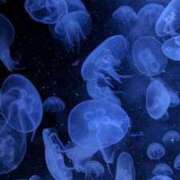 ヒメ日記 2025/01/30 09:53 投稿 りん プールサイド新橋店