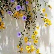 ヒメ日記 2025/04/01 20:12 投稿 りん プールサイド新橋店