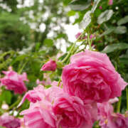 ヒメ日記 2025/05/26 08:34 投稿 ゆうな 宇都宮人妻デリバリー 一期一会 二章