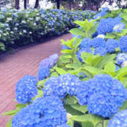 ヒメ日記 2025/06/14 23:34 投稿 ゆうな 宇都宮人妻デリバリー 一期一会 二章