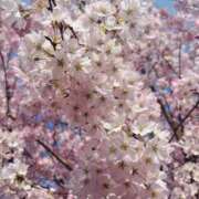 ヒメ日記 2026/04/03 23:43 投稿 ゆうな 宇都宮人妻デリバリー 一期一会 二章