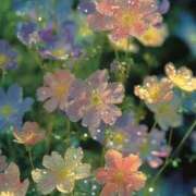 ヒメ日記 2025/01/15 11:55 投稿 あやの clubさくら梅田店