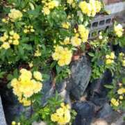 ヒメ日記 2025/05/12 10:15 投稿 あやの clubさくら梅田店