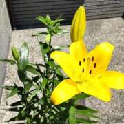 ヒメ日記 2025/06/08 14:55 投稿 あやの clubさくら梅田店