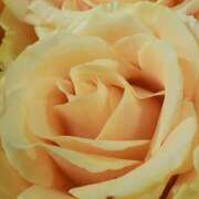 ヒメ日記 2025/06/24 11:54 投稿 あやの clubさくら梅田店