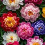 ヒメ日記 2026/03/20 09:15 投稿 あやの clubさくら梅田店