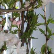 あやの あやの（clubさくら梅田店） clubさくら梅田店