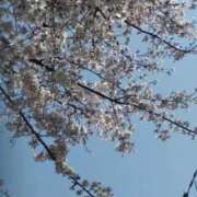 ヒメ日記 2025/04/06 22:55 投稿 あやの 奥様さくら梅田店