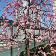 ヒメ日記 2025/04/02 07:15 投稿 まいな Remote Spa Premium(リモートスパプレミアム)