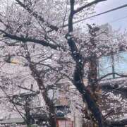 ヒメ日記 2025/04/02 16:10 投稿 新木 ゆい 京都ホットポイント