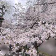 ヒメ日記 2025/04/06 12:10 投稿 新木 ゆい 京都ホットポイント