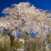 ヒメ日記 2025/04/10 13:01 投稿 新木 ゆい 京都ホットポイント