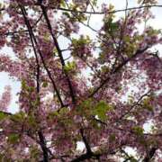 ヒメ日記 2026/03/19 16:44 投稿 新木 ゆい 京都ホットポイント