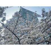 ヒメ日記 2025/04/07 07:01 投稿 叶愛【トア】 輝女