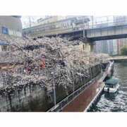 ヒメ日記 2026/04/09 07:34 投稿 叶愛【トア】 輝女