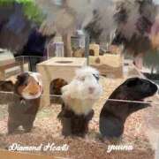 ヒメ日記 2025/03/15 13:56 投稿 夕凪(ゆうな) Diamond Hearts