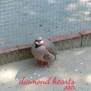 ヒメ日記 2024/04/16 12:16 投稿 亜子(あこ) Diamond Hearts
