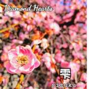 ヒメ日記 2025/04/19 14:06 投稿 雫(しずく) Diamond Hearts