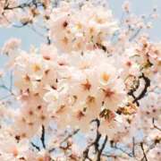 ヒメ日記 2026/04/05 00:12 投稿 雫(しずく) Diamond Hearts