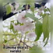 ヒメ日記 2024/04/20 16:07 投稿 紅葉(くれは) Diamond Hearts