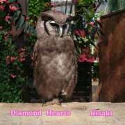ヒメ日記 2024/06/01 20:16 投稿 妃(きさき) Diamond Hearts