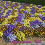 ヒメ日記 2025/04/05 13:16 投稿 妃(きさき) Diamond Hearts