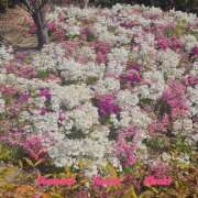 ヒメ日記 2025/04/11 15:56 投稿 妃(きさき) Diamond Hearts