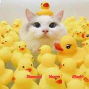 ヒメ日記 2025/04/17 21:06 投稿 妃(きさき) Diamond Hearts