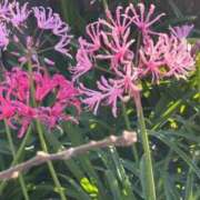 ヒメ日記 2025/01/26 12:52 投稿 ラピス☆圧倒的な親密度 ジャックと豆の木