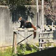 ラピス☆圧倒的な親密度 お久しぶりです。 ジャックと豆の木