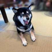 ヒメ日記 2025/01/05 14:14 投稿 ましろ 五反田アンジェリーク