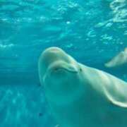 ヒメ日記 2025/11/04 01:19 投稿 まゆ 多恋人倶楽部（山口）