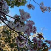 ヒメ日記 2025/04/13 20:45 投稿 はな 多恋人倶楽部（山口）