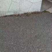 ヒメ日記 2025/05/28 04:10 投稿 いおり 京都人妻デリヘル倶楽部