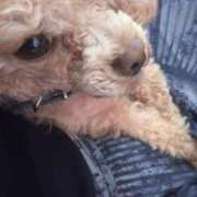 ヒメ日記 2025/04/05 09:29 投稿 せいな 沼津人妻花壇