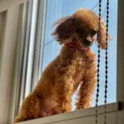 ヒメ日記 2025/04/19 09:01 投稿 せいな 沼津人妻花壇