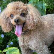 ヒメ日記 2025/04/30 19:28 投稿 せいな 沼津人妻花壇