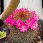 ヒメ日記 2025/05/29 13:41 投稿 せいな 沼津人妻花壇