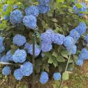 ヒメ日記 2025/06/10 08:10 投稿 せいな 沼津人妻花壇