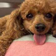 ヒメ日記 2025/07/13 10:08 投稿 せいな 沼津人妻花壇