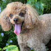 ヒメ日記 2025/08/06 00:52 投稿 せいな 沼津人妻花壇