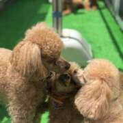 ヒメ日記 2025/08/23 09:25 投稿 せいな 沼津人妻花壇