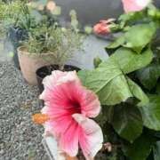 ヒメ日記 2025/09/27 12:04 投稿 せいな 沼津人妻花壇