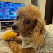 ヒメ日記 2026/03/11 19:16 投稿 せいな 沼津人妻花壇