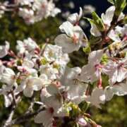 ヒメ日記 2025/04/08 11:28 投稿 あろえ 熟女家 堺東店