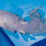 ヒメ日記 2025/07/10 20:43 投稿 武田あい 厚木OL委員会