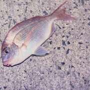 ヒメ日記 2025/08/07 03:33 投稿 武田あい 厚木OL委員会