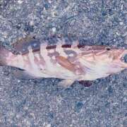 ヒメ日記 2025/11/23 20:03 投稿 武田あい 厚木OL委員会